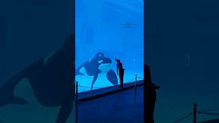 Criminal of the ocean The orca  killerwhales ocean [upl. by Ruskin]