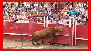 SANTACARA  NAVARRA  TARDE VACAS EN PLAZA  DOMINGO 17 SEPTIEMBRE 2023  GANADARRIAZU [upl. by Arbba]