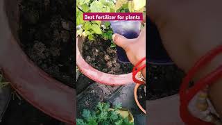 Best organic fertilizer for plants fertilizer gardening youtube shortsvideo [upl. by Dunstan]