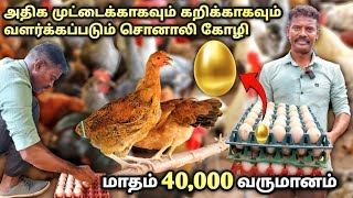 சொனாலி கோழி வளர்ப்பில் மாதம் 40000 வருமானம்  sonali chicken farm in tamil  poultry farm [upl. by Inimod]