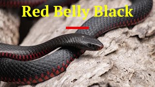 The Red Bellied Black Snake of Australia [upl. by Aehsan52]