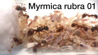 Myrmica rubra  Infos  Vorstellung meiner Kolonie [upl. by Dalpe]