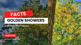 Facts About Golden Showers Tree  Amaltas Flower  Chouhei Upal in Manipur [upl. by Cresida]