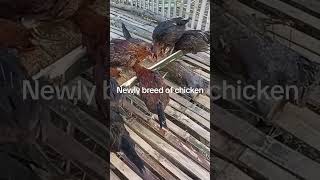 Newly breed of chicken farmlife chickenlifefarmingvideos livestockfarming [upl. by Milstone]