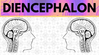 Diencephalon Explained  Epithalamus Thalamus Subthalamus and Hypothalamus [upl. by Oiramat682]