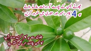 Lemon plant care and tips in december and January 4 Most important tips for lemon [upl. by Eyma]