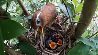 The parent birds feed the chicks approximately every half hour to ensure that each one gets food [upl. by Yelehsa961]