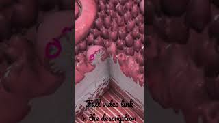 Tongue  Fungiform amp Foliate papillae Anatomy mbbs education [upl. by Jimmy930]