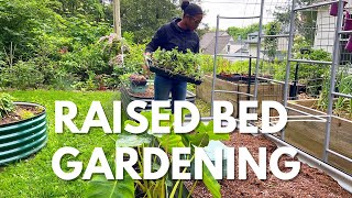 Planting In Raised Garden Beds  Vegetable Gardening  Herb Garden  Removing Greenhouse  Planting [upl. by Ycniuqed676]