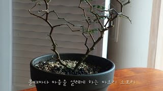 오늘은 마오리 소포라 가지칠께요  Sophora Prostrata quotLittle Babyquot [upl. by Mayram193]