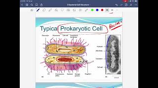 Bacterial cell structure [upl. by Mignon]