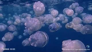 Rhizostoma sp  Jellies galore [upl. by Sivram]