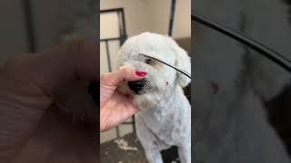 Face trim bichonfrise [upl. by Neyugn285]