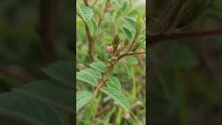 Silky indigoIndigofera astragalina I hirsuta FabaceaeUsed for Skin DiseaseHaverikarnataka [upl. by Aile712]