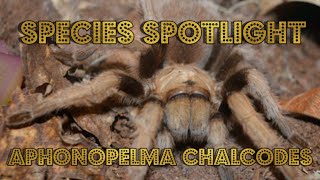 Species Spotlight Aphonopelma Chalcodes Arizona Blonde Tarantula [upl. by Liggitt]