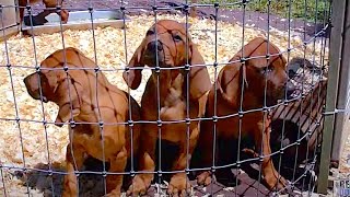 2014 UKC National Redbone Days  United Kennel Club [upl. by Qerat]