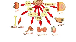 المحاضرة الثانية التنسيق الهرمونىالجزء الثانىـ هرمونات الجزء الغدى للغدة النخامية  احياء ٢٠٢٥ [upl. by Ylrebmic214]