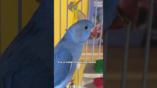 Violet Cobalt Indian Ringneck Parakeet birds parrot [upl. by Biddy]