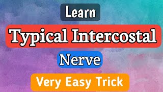 Typical Intercostal Nerve [upl. by Ardnuhsal]