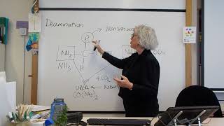 Deamination and Ornithine cycle [upl. by Attenal901]