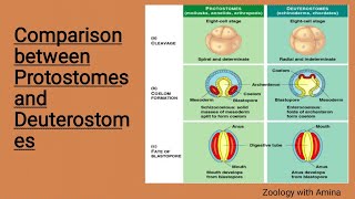 Comparison between protostomes and deuterostomes  protostomia and deuterostomia [upl. by Intihw536]