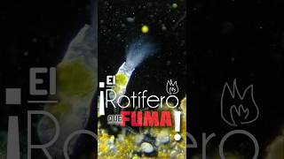 ¡El Rotífero que Fuma Collotheca coronetta [upl. by Oicul]