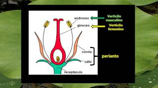 BOTÁNICA Unidad 4 Flor Estructura 1° de 5 vídeos [upl. by Perni]