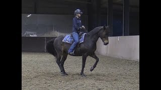 First time trying a piaffe pirouette with RumbaClick Clicker Training Dressage and Liberty [upl. by Nylia]