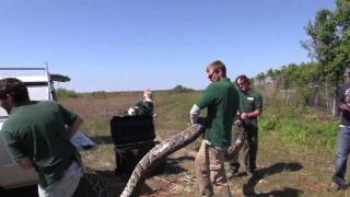 RecordBreaking Burmese Python 17 feet 7 inches 87 eggs [upl. by Adorl]