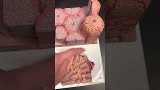 Liver Histology Model [upl. by Doolittle]