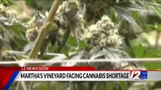 Cannabis shortage drawing near for Martha’s Vineyard [upl. by Mayes]