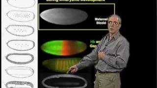 Eric Wieschaus Princeton Part 1 Patterning Development in the Embryo [upl. by Fennessy]