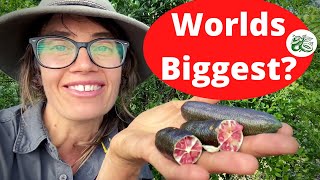 Worlds Biggest Finger Limes [upl. by Noled]