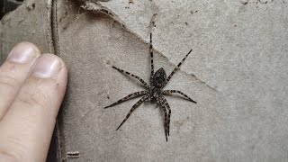 Dark Fishing Spider Dolomedes tenebrosus hanging out in central PA 🕷️🕸️👍 [upl. by Aicilak849]