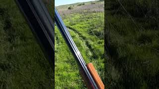 Chukar hunting chukarhunting hunting pheasanthunting gsp pointer hunting birdhunt birddog [upl. by Hinze689]