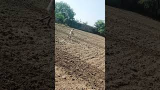 Farming 🧺  naturalbodybulding shortvideo farmlife explore fitness [upl. by Havard]