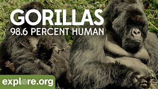 Gorilla Documentary  Gorillas 986 Human  Explore Films [upl. by Neelra713]