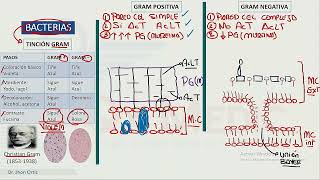 INFECTOLOGIA GENERALIDADES BACTERIOLOGIA ANTIBIOTICOS ANTIFIMICOS [upl. by Joelynn]