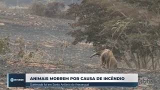 Animais morrem queimados em incêndio de grandes proporções em Santo Antônio do Aracanguá [upl. by Adnaval]