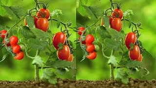 Wish I knew this method of growing tomatoes sooner Many large and succulent fruits [upl. by Analaj]