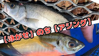 【和歌山釣り】生き餌には勝てんのじゃぁああ【ショアジギング・アジング】 [upl. by Tubb]