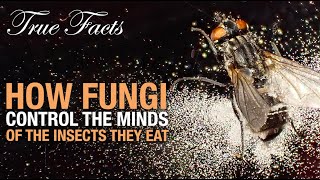 True Facts Fungi That Control The Insects They Eat [upl. by Pelaga705]