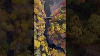 Drone Views of Autumnal Cornell [upl. by Allebram]