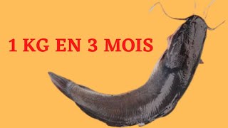 Comment Nourrir le Poisson pour Gagner 1 KG 3 Mois [upl. by Carleton829]