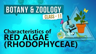 Characteristics of Red Algae  Rhodophyceae   Kingdom Plantae  Biology Class 11 [upl. by Yenruoc965]