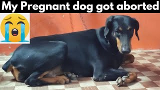 My Pregnant Doberman Dog Got Aborted  Why  Reason in tamil [upl. by Modestia]