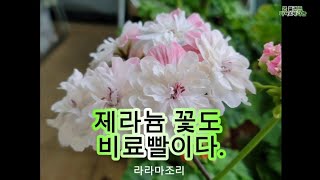 제라늄 꽃도 비료빨이다바나나껍질 만다효소 영양제 성장실험 [upl. by Lilias]