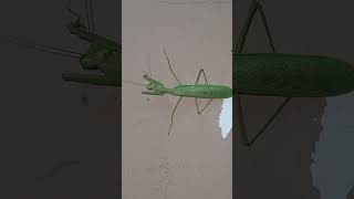 Praying Mantis  Short video 4KUHD Video  Wildlife Animals [upl. by Coyle]