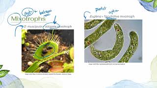 IB Biology Topic B42 Ecological Niches [upl. by Rhoda]