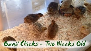 Coturnix Quail Chicks at Two Weeks Old  various colours [upl. by Medarda]